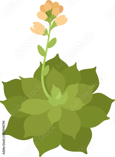 Succulent plant with orange flowers blooming
