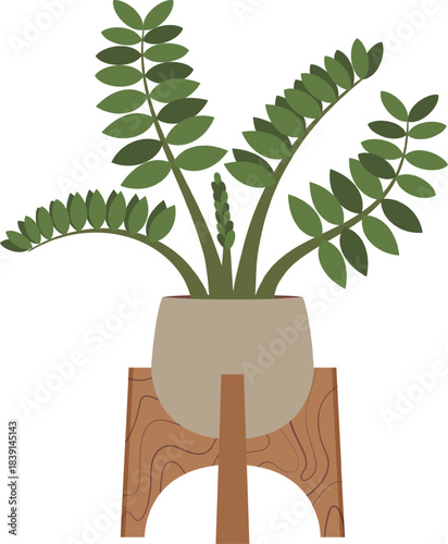 Zamioculcas zamiifolia houseplant in pot on wooden stand
