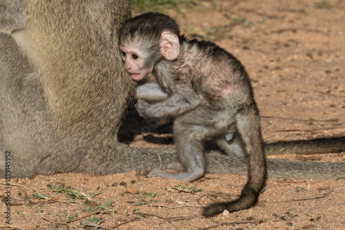 Baby vervets look very cute - but this belies the trouble they can cause in camps once habituated to humans.