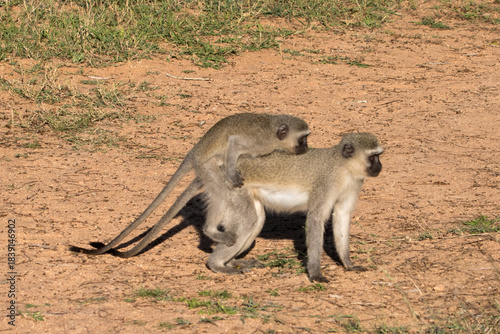 Vervet monkeys mating in the early morning sun