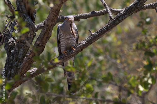 African cuckoo with its typical prey, a hairy caterpillar