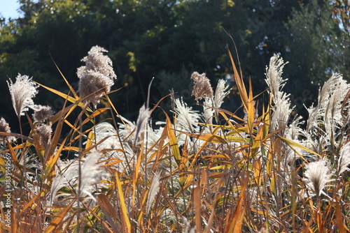 Withered silver grass in a winter field