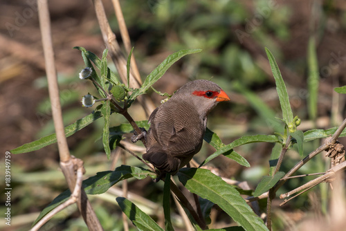 Common Waxbill feeding on the plentiful seed at Sunset Dam, Kruger Park