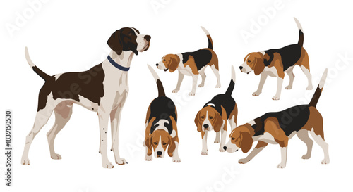 A lively collection of dogs, featuring a brown and white Pointer observing several playful tricolor Beagles in various poses on a white background.