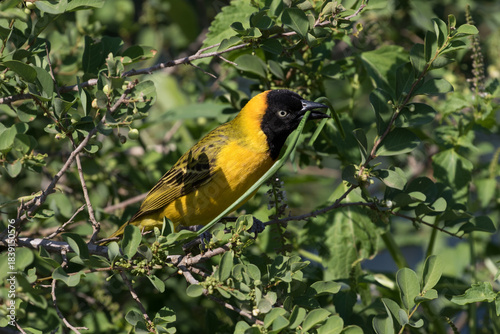 Lesser Masked Weaver collecting nest building material at Sunset Dam, Kruger Park