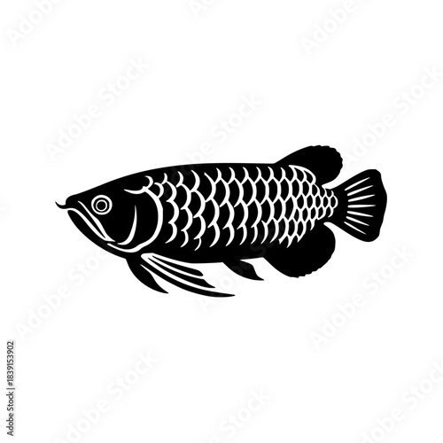arowana fish vector illustration 