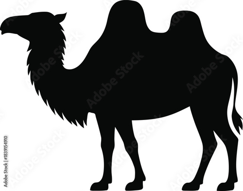 Silhouette of a majestic dromedary camel walking across desert sands