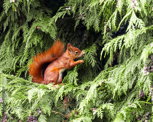 Red Squirrel on Tree Branch Eating – Cute Wildlife Animal Portrait

Niedliches Eichhörnchen in natürlicher Umgebung – Waldtier in Aktion