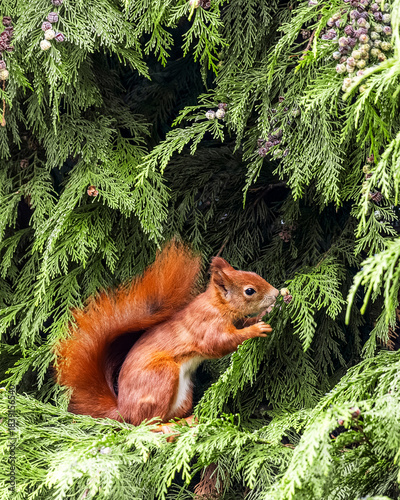Red Squirrel on Tree Branch Eating – Cute Wildlife Animal Portrait

Niedliches Eichhörnchen in natürlicher Umgebung – Waldtier in Aktion