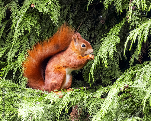 Red Squirrel on Tree Branch Eating – Cute Wildlife Animal Portrait

Niedliches Eichhörnchen in natürlicher Umgebung – Waldtier in Aktion