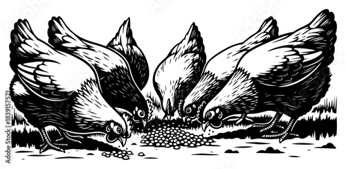Group of hens pecking grain vector illustration in vintage woodcut style