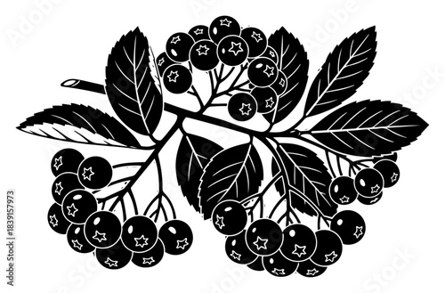 Hand drawn rowan berry branch vector illustration black and white fruit cluster with leaves in woodcut style
