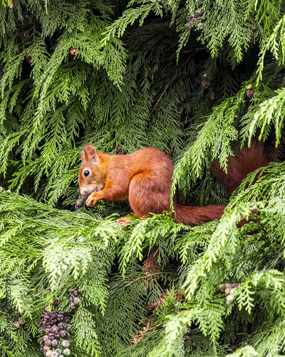 Red Squirrel on Tree Branch Eating – Cute Wildlife Animal Portrait

Niedliches Eichhörnchen in natürlicher Umgebung – Waldtier in Aktion