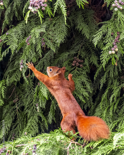 Red Squirrel on Tree Branch Eating – Cute Wildlife Animal Portrait

Niedliches Eichhörnchen in natürlicher Umgebung – Waldtier in Aktion