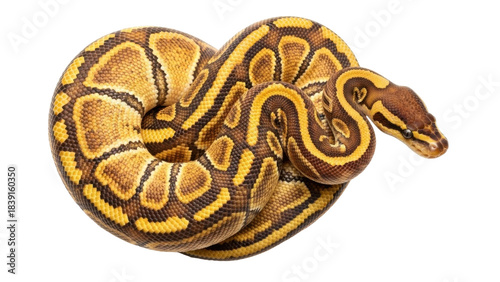 Tableau sur toile Isolated, golden ball python in a coil on a seamless backdrop, beautiful royal p