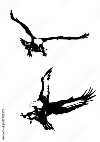 Two Flying Bald Eagles in Silhouette and High Contrast Style