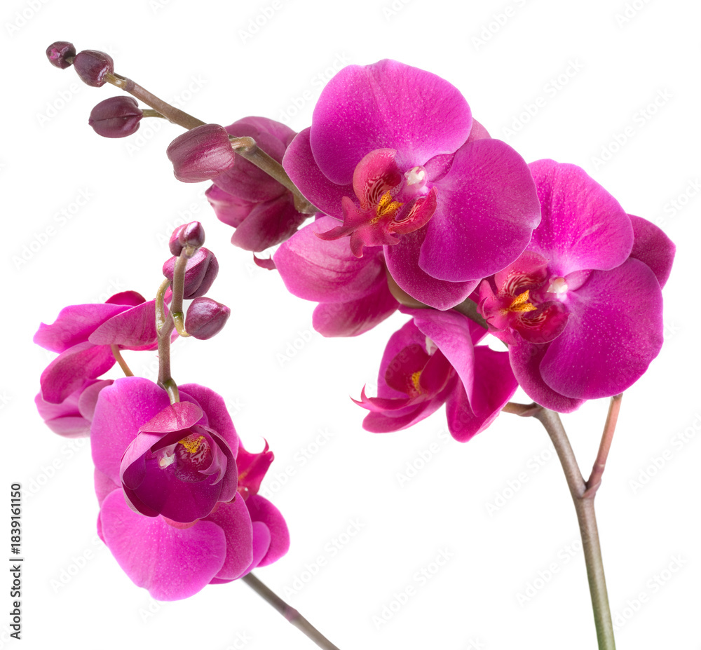 Fototapeta premium Orchid