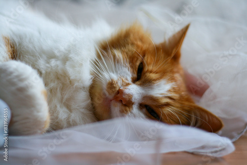 A cozy scene of ginger orange and white cat napping on a fluffy white dress, exuding warmth and comfort. Ideal for home life, pets, and relaxation themes.