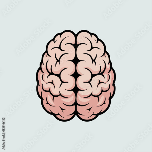 Human Brain Illustration with Highlighted Areas.