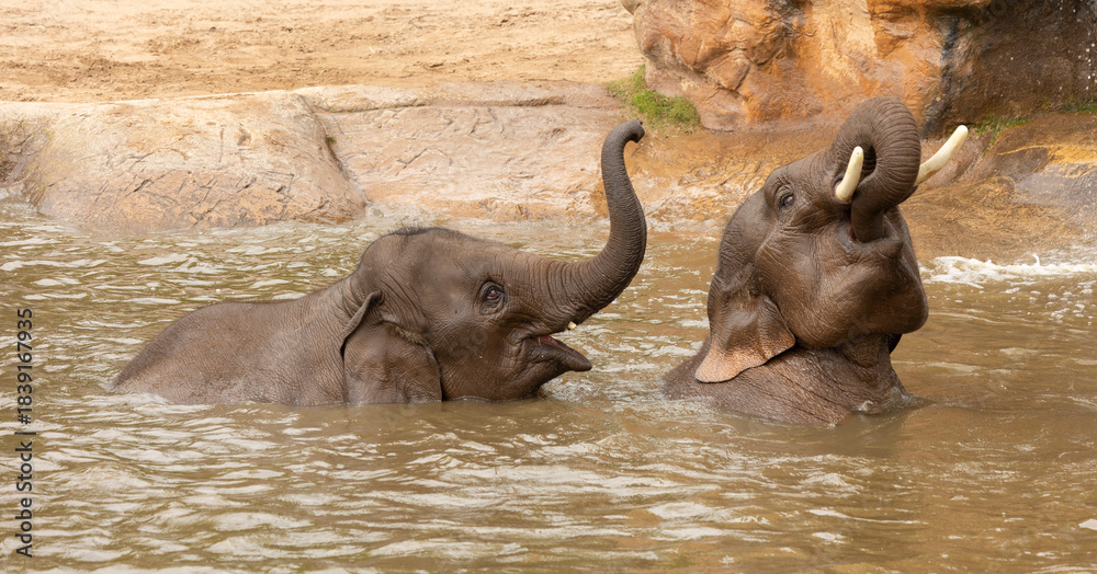 Fototapeta premium Two Elephants Playing in Water by Rocky Riverbank, Trunks Raised in a Lively Wildlife Moment
