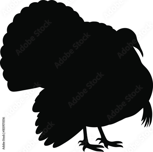 Silhouette of a wild turkey standing with head turned right