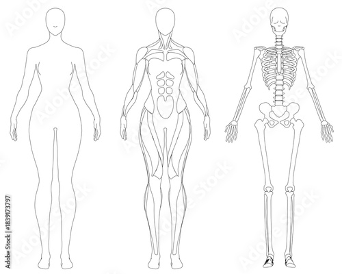 Female skeleton outline reveals the body's internal structure, highlighting major bones and muscle attachment points. Anatomical contour illustration is ideal for medical, educational use. Front view