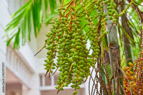 Low angle view of  green Sealing wax palm growing on tree