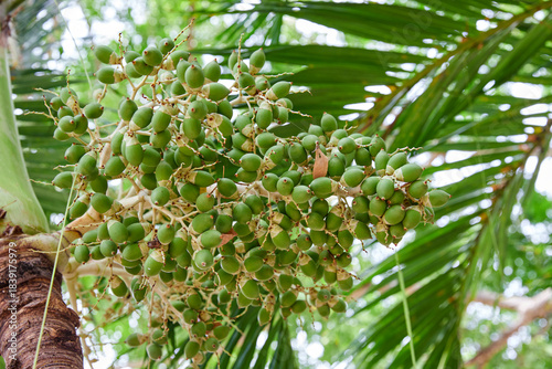 Low angle view of  green Sealing wax palm growing on tree