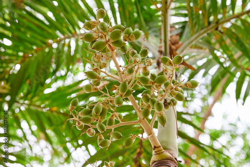 Low angle view of  green Sealing wax palm growing on tree
