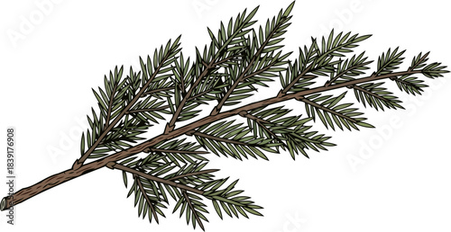 evergreen soul a branchs ancient story of renewal and wild serenity, isolated on transparent background