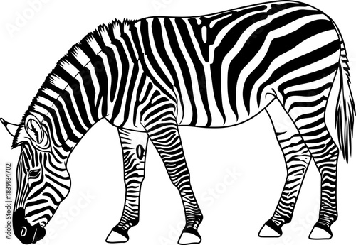 natures abstract canvas a striking zebra silhouette of duality and wild grace, isolated on transparent background