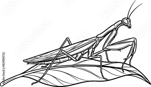 natures silent hunter a masterclass in stillness and predatory grace, isolated on transparent background