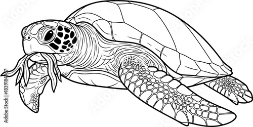 oceans living lore a gentle giants enduring passage through time, isolated on transparent background