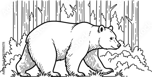 woodland nomad artistic line drawing of a bear moving through dense foliage, isolated on transparent background