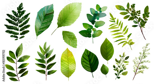 Set of eighteen isolated watercolor leaves in different shades of green on transparent background