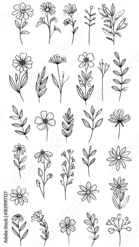 A detailed, black and white illustration showcasing a collection of various hand-drawn botanical elements. Includes flowers, leaves and stems