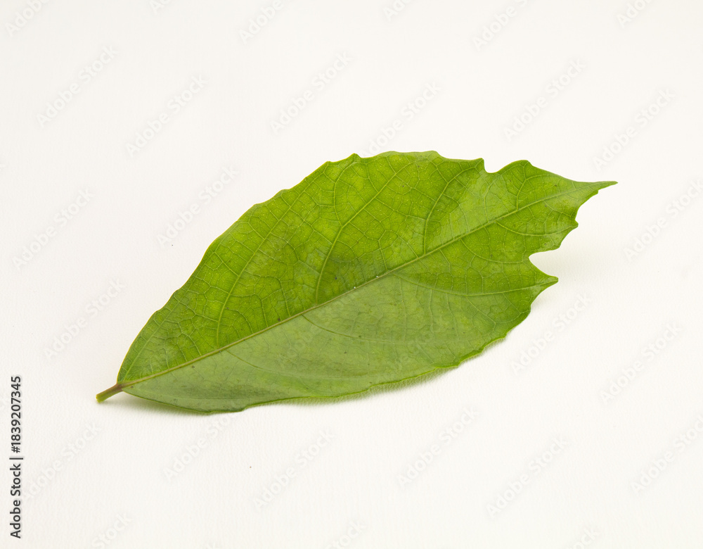 Obraz premium Single Green Tropical Leaf with Natural Texture and Imperfections on White Background