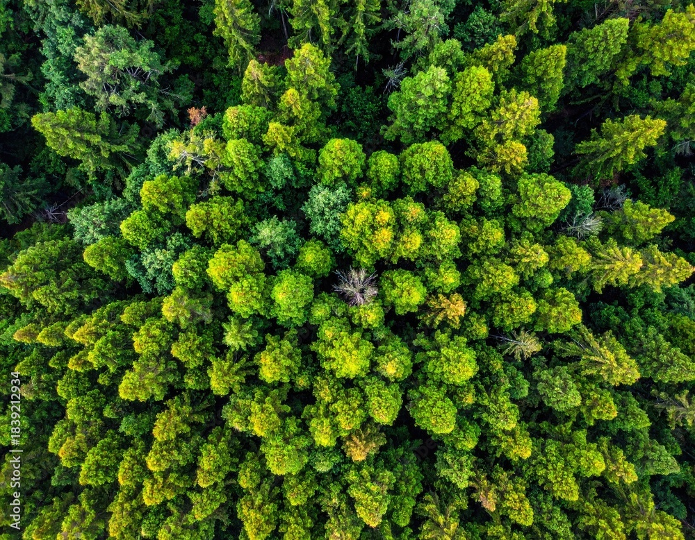 Naklejka premium Lush green forest canopy