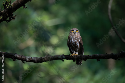 Schilderij op canvas A striking, detailed of a Brown Hawk owl, Brown boobook perched on a dark, mossy branch, set against a beautifully soft, blurred background of lush green tropical foliage
