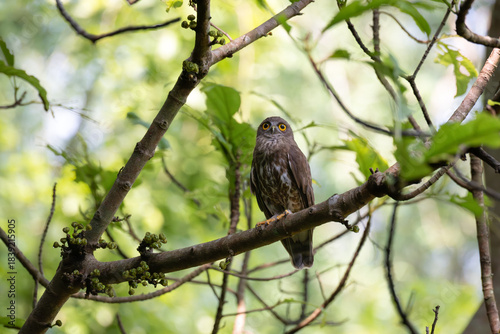 Schilderij op canvas A striking, detailed of a Brown Hawk owl, Brown boobook perched on a dark, mossy branch, set against a beautifully soft, blurred background of lush green tropical foliage