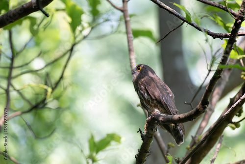 Foto A striking, detailed of a Brown Hawk owl, Brown boobook perched on a dark, mossy branch, set against a beautifully soft, blurred background of lush green tropical foliage