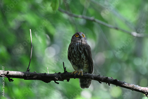 Schilderij op canvas A striking, detailed of a Brown Hawk owl, Brown boobook perched on a dark, mossy branch, set against a beautifully soft, blurred background of lush green tropical foliage