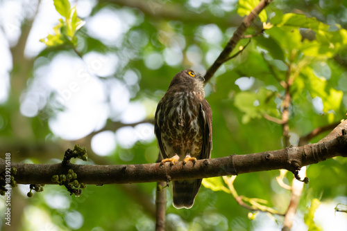 Schilderij op canvas A striking, detailed of a Brown Hawk owl, Brown boobook perched on a dark, mossy branch, set against a beautifully soft, blurred background of lush green tropical foliage