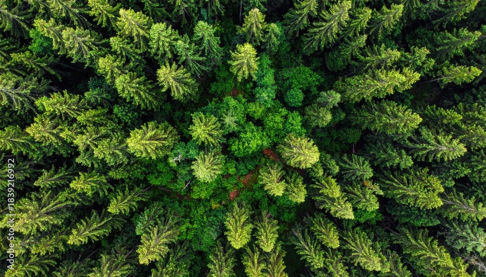 Fototapeta premium Forest canopy view; lush, dense, green, aerial perspective