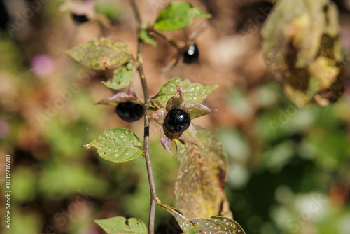 Foto vista macro in primo piano delle bacche mature e di color nero di una pianta di