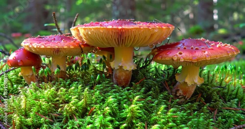 Vibrant red mushrooms growing in lush green forest