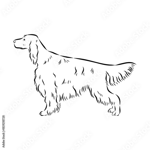 Irish Setter, vector sketch