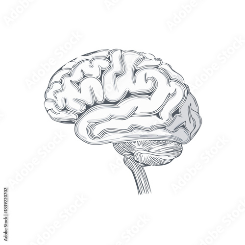 Brain Anatomy Vector Illustration of Human Organ Depicting Cerebral Hemispheres and Cerebellum for Education