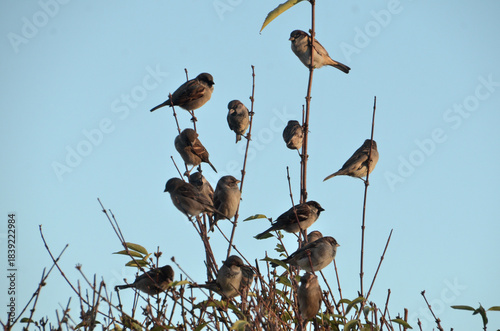 Konstfotografi A close up of a host of sparrows resting on the bare branches of a forsythia bush during winter, with the blue sky in the background