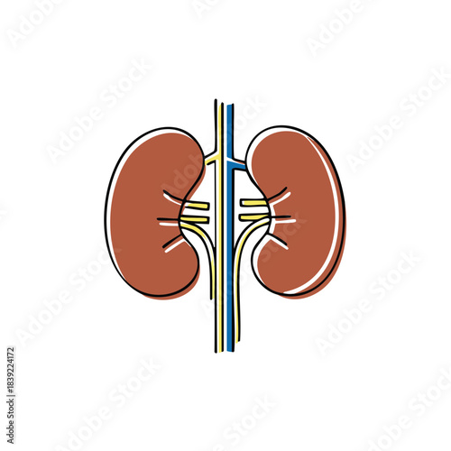Human Kidneys Organ Anatomy Medical Health Renal System Illustration